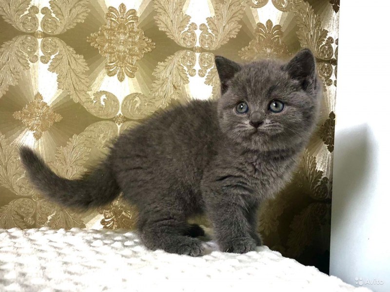 Британская кошка короткошерстная плюшевая