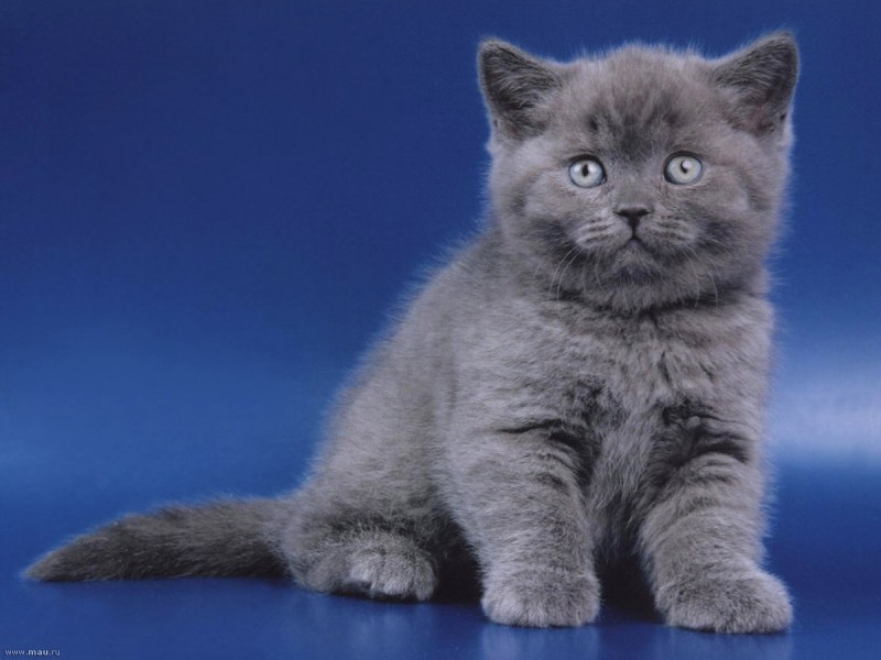 Британская короткошёрстная котята 2 месяца