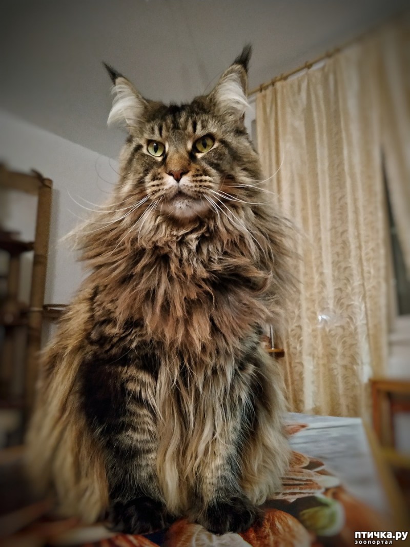Европейский Мейн-кун кошка