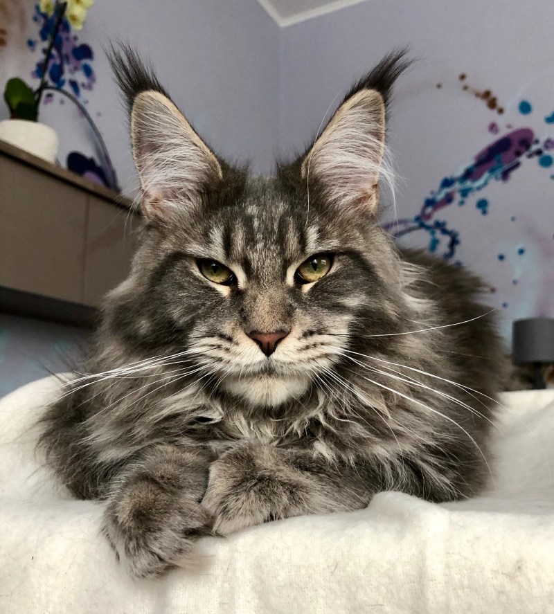 Американская кошка Мейн кун