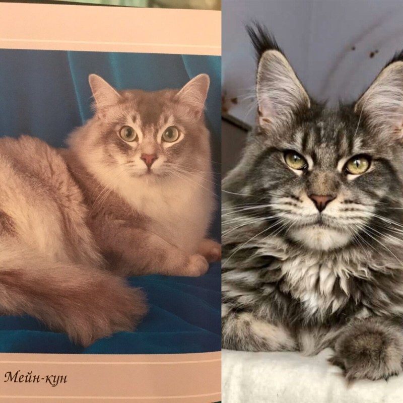 Швейцарский Мейн кун