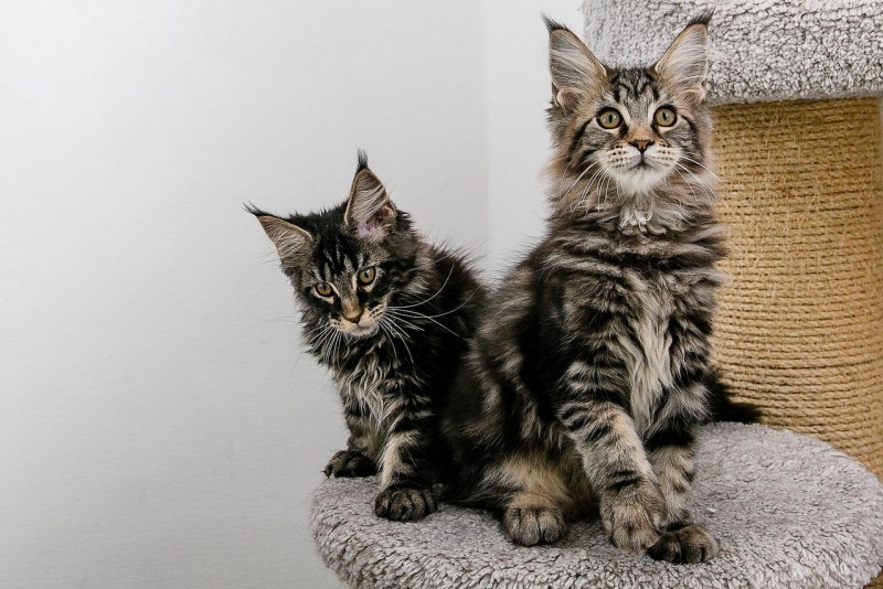 Европейский мейкун кошка