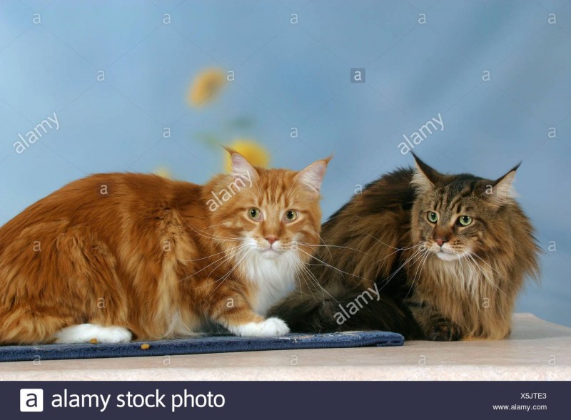 Американская кошка Мейн кун