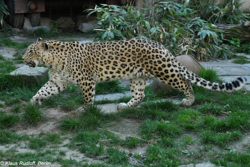 Леопард переднеазиатский (Panthera pardus ciscaucasicus)