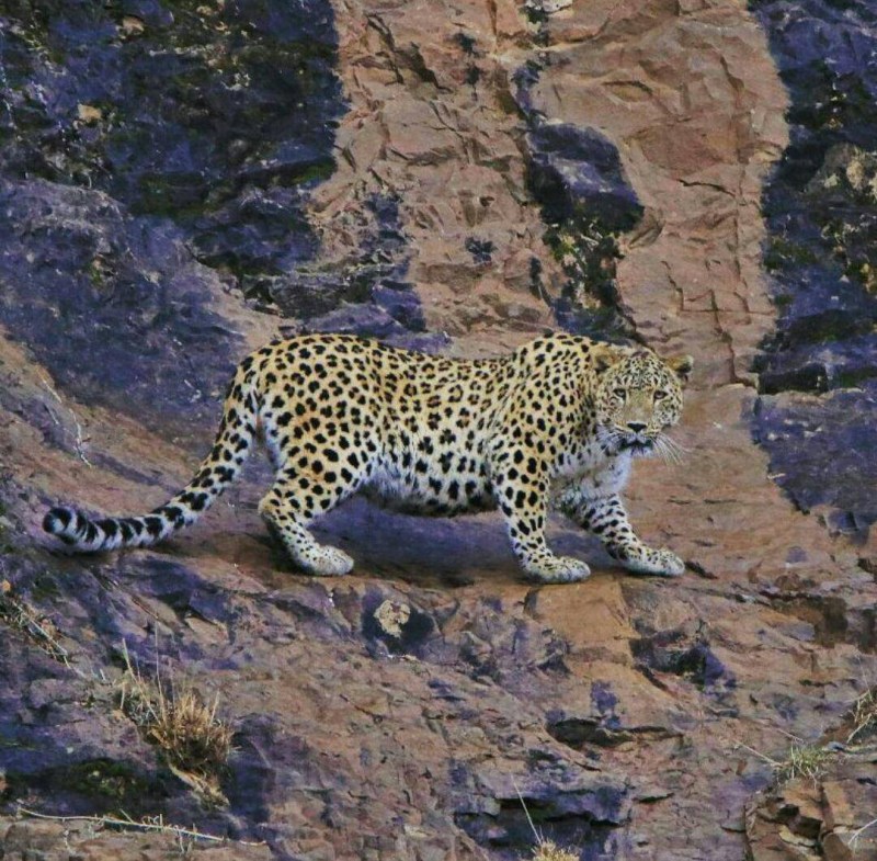 Panthera pardus saxicolor