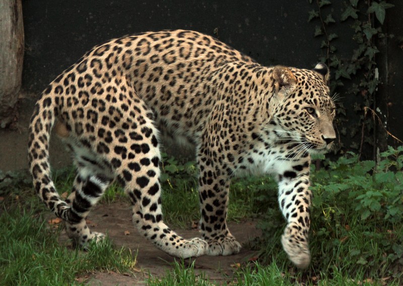 Леопард Panthera pardus