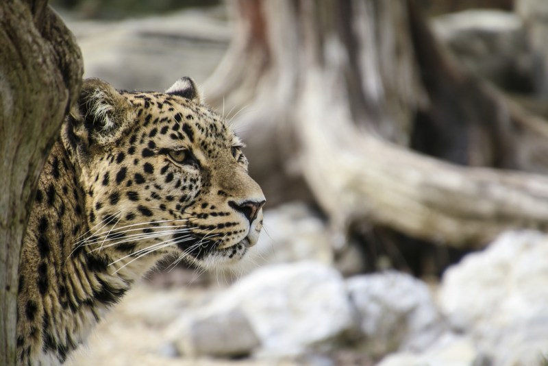 Panthera pardus Nimr