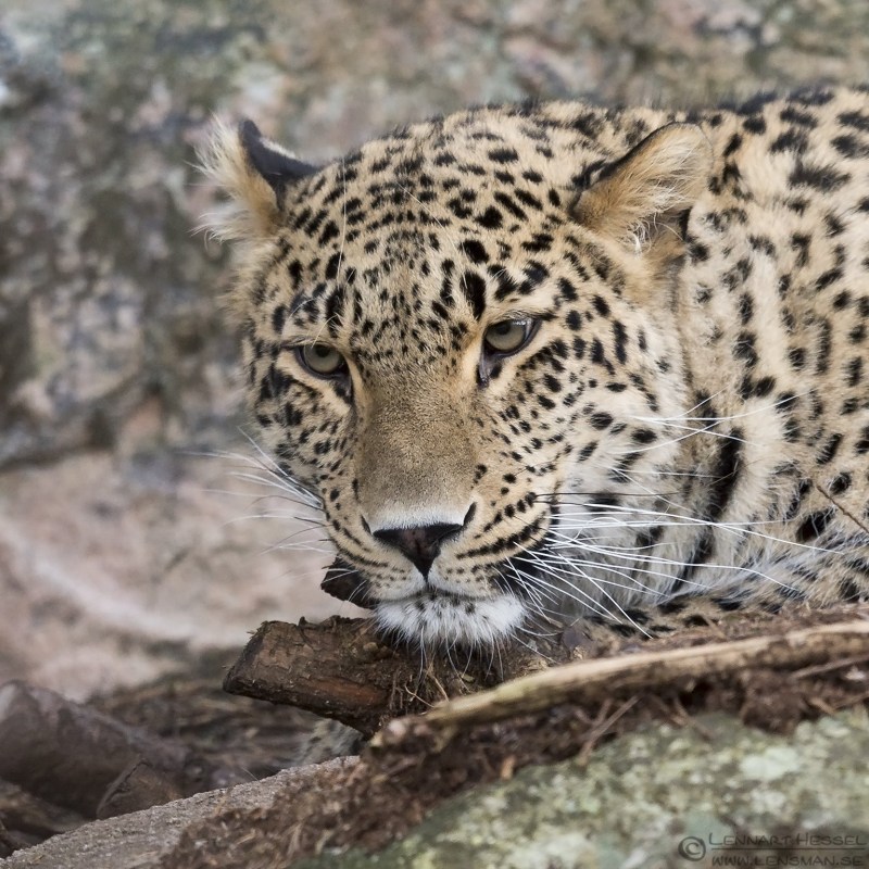 Переднеазиатский леопард (Panthera pardus ciscaucasica)