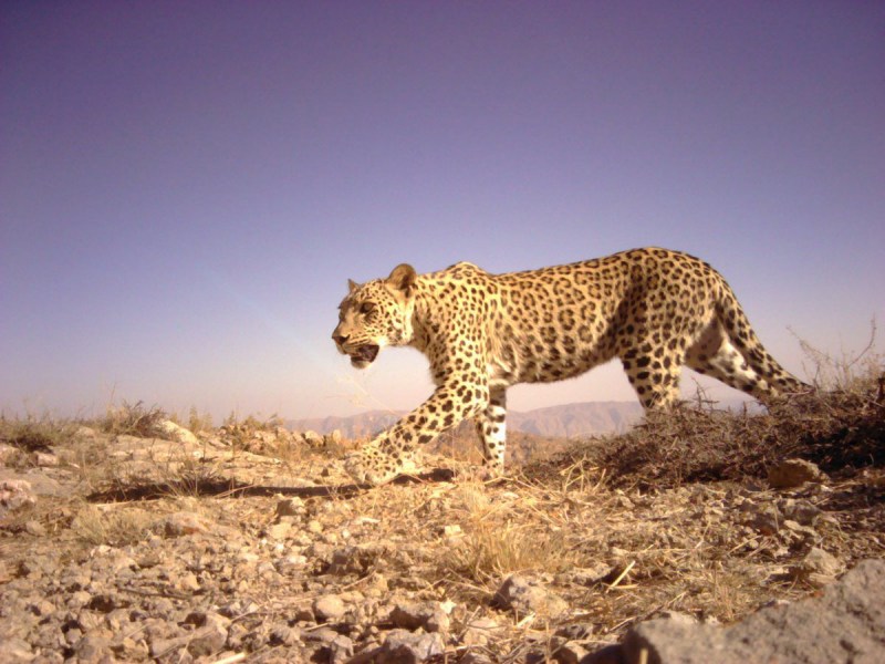 Leopard range