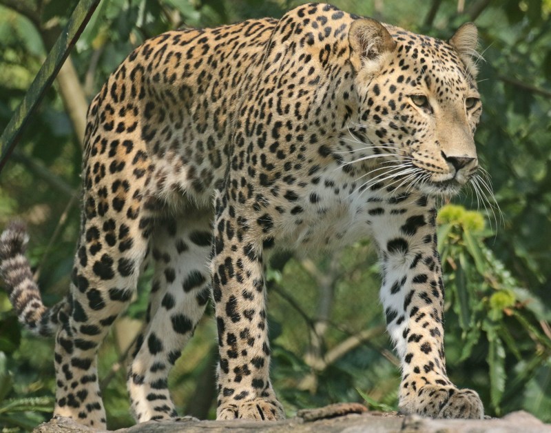 Panthera pardus spelaea
