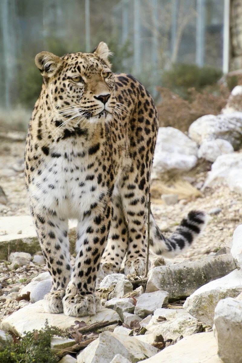 Королевский леопард