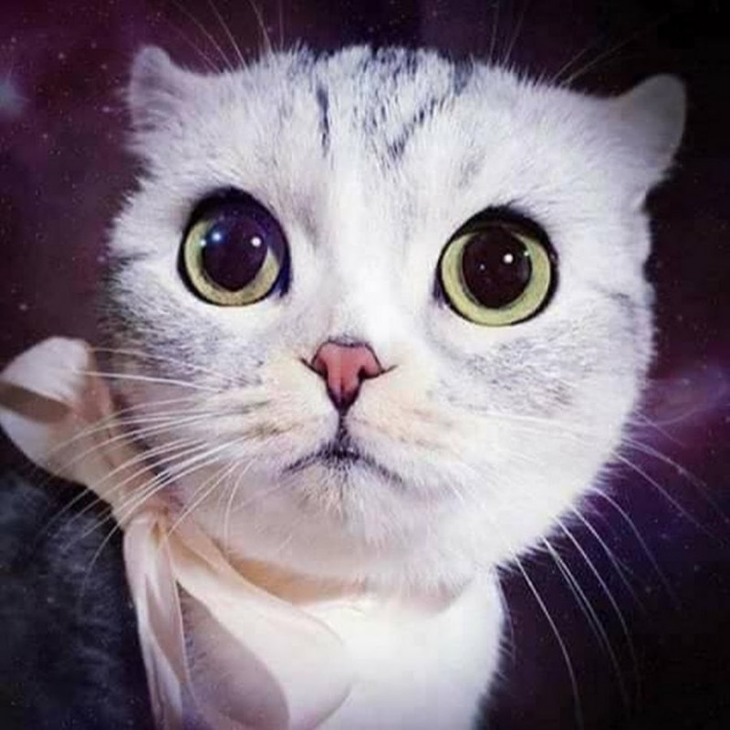 Красивые кошки с большими глазами