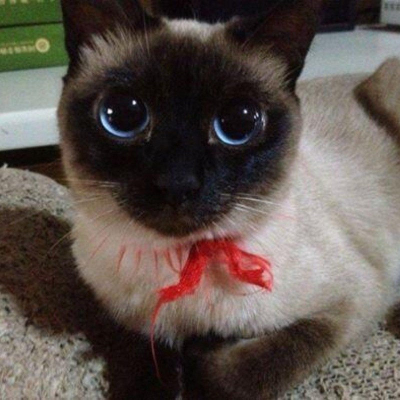Котик с большими глазами