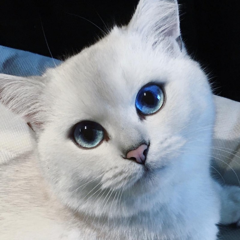 Коби кот вислоухий