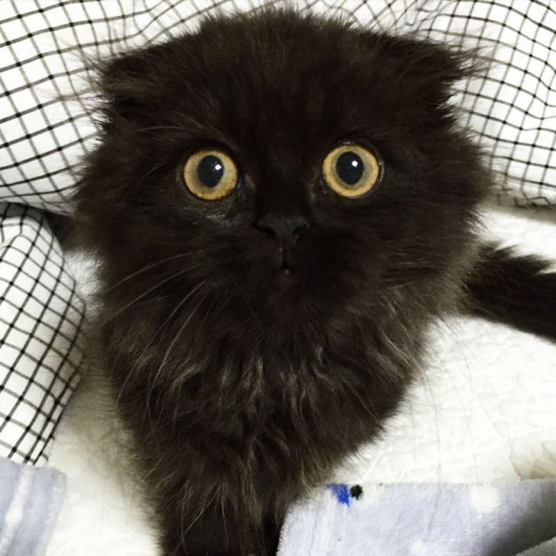 Котик Гимо порода