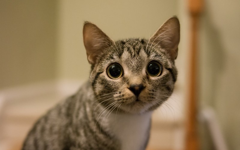 Котик с большими глазами