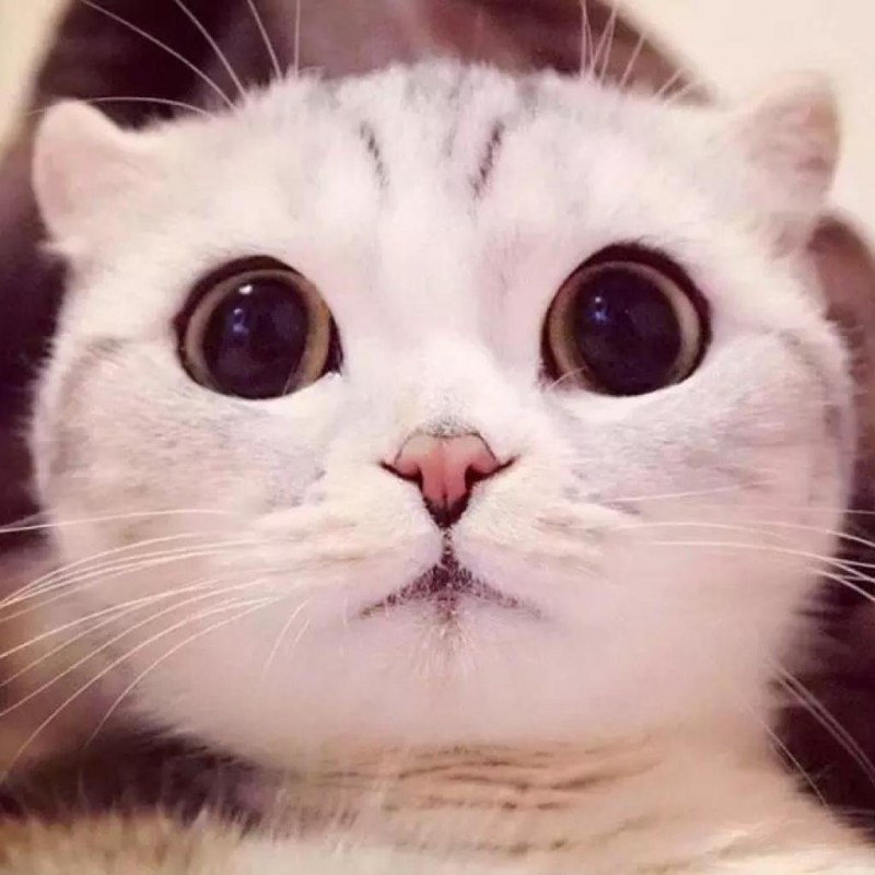 Милый котик