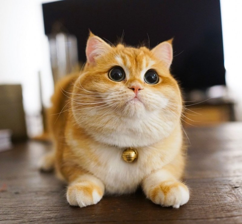 Манчкин кот рыжий