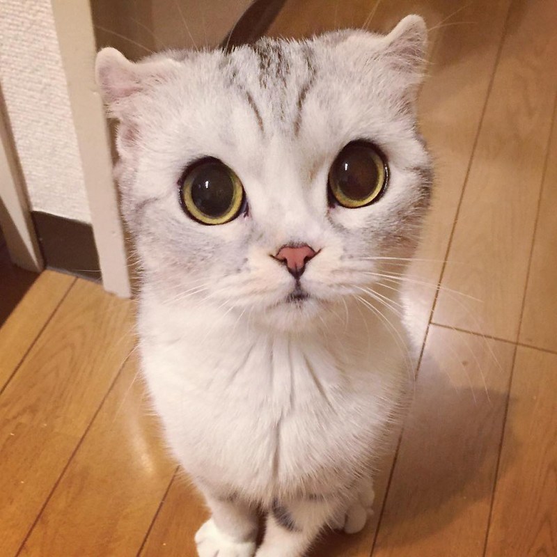 Кашка с огромный глазами