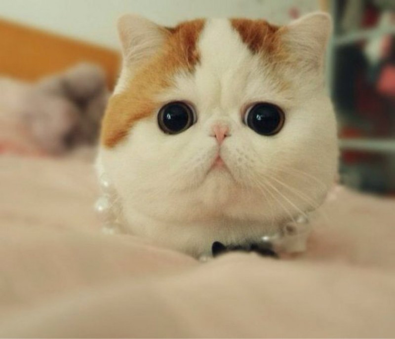 Кот Снупи