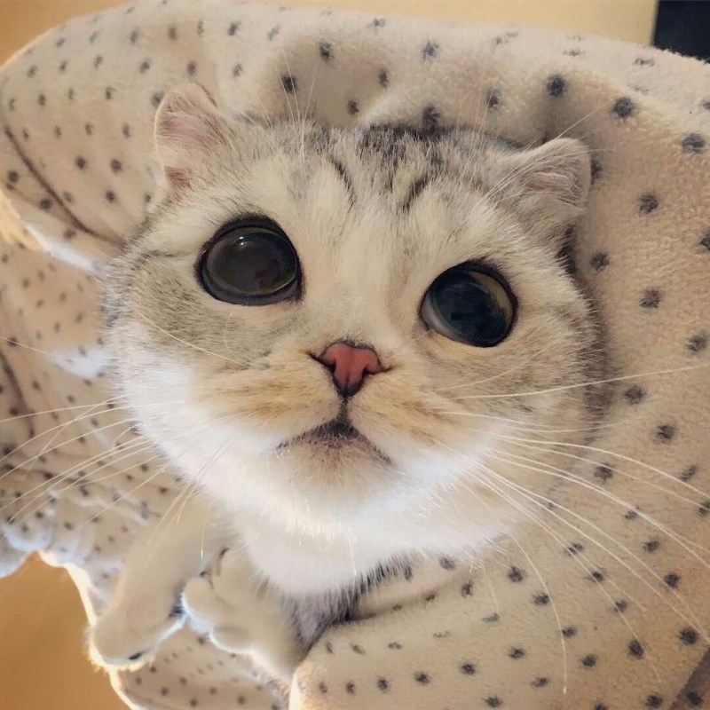 Кошки милые с большими глазами