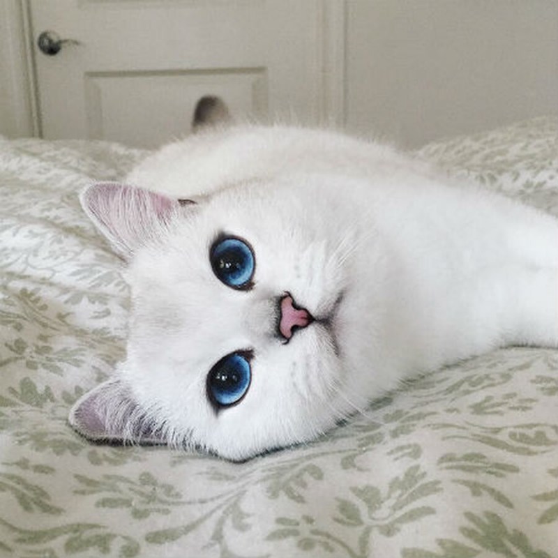Кот Коби Британская шиншилла