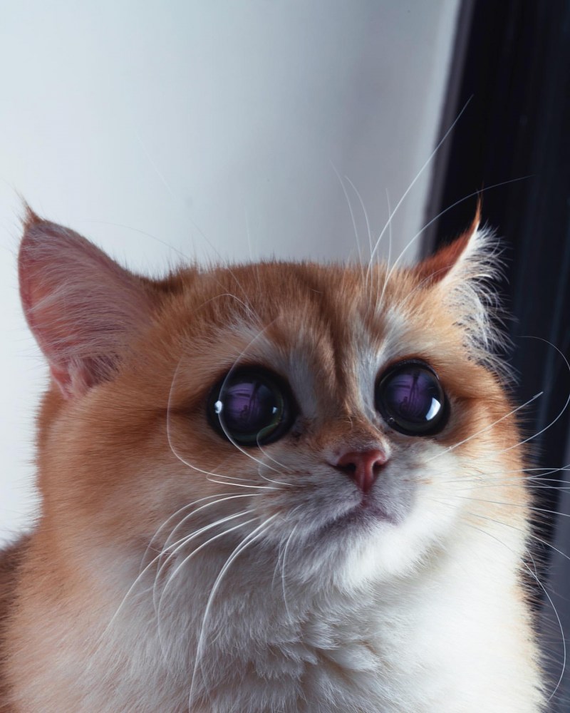 Котик с большими глазами
