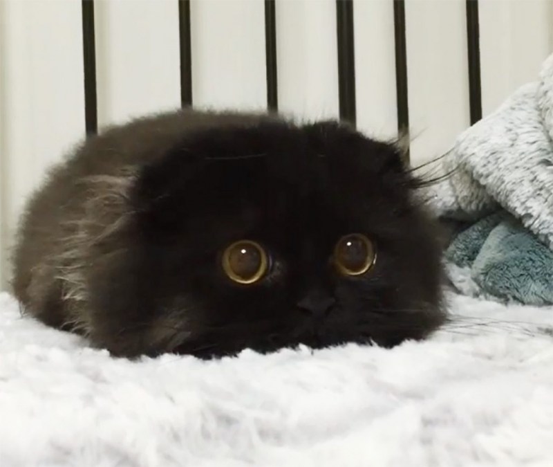 Коты Гимо