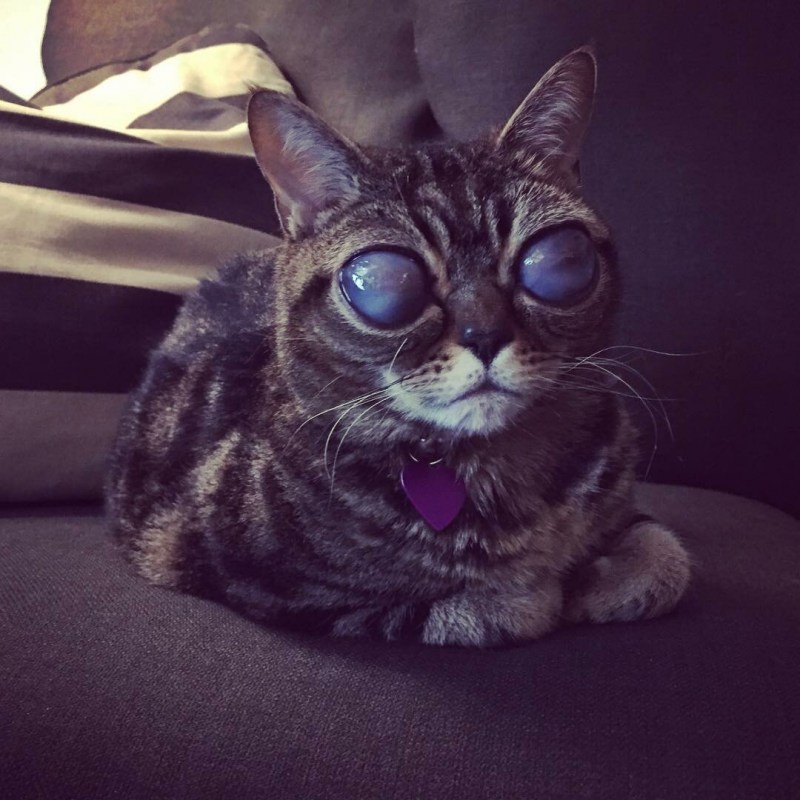 Кошка Матильда