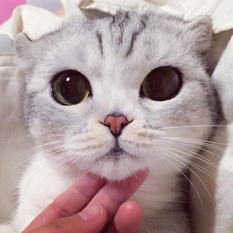 Котик с огромными глазами