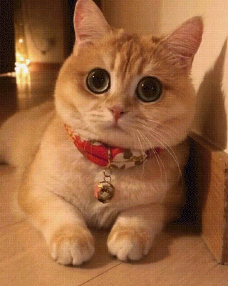 Котик с круглыми глазами