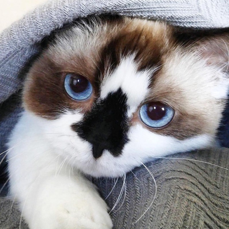 Котик с большими глазами