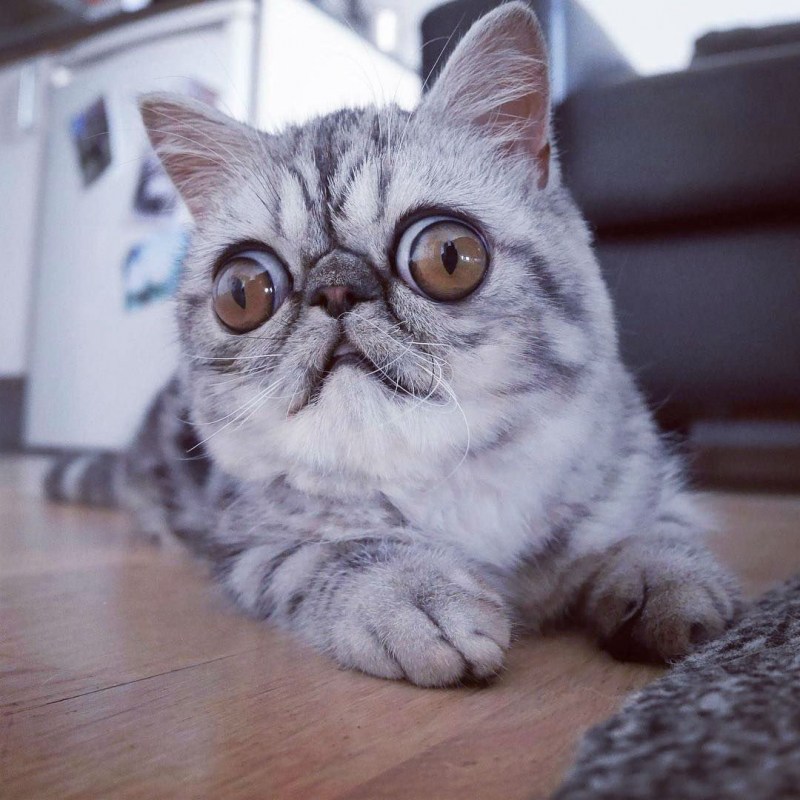 Кот экзот гермет