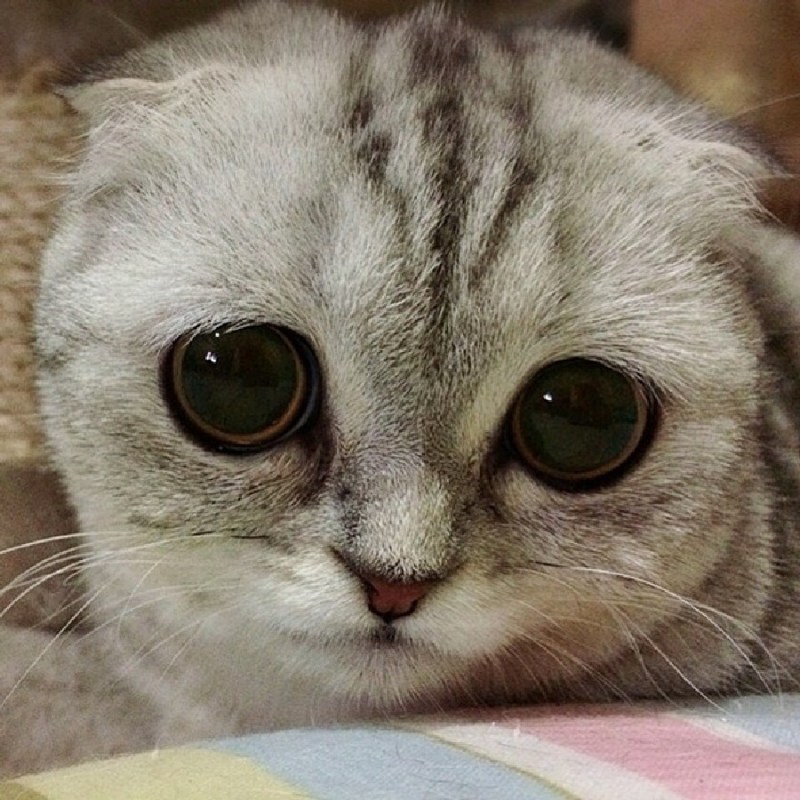 Печальный кот