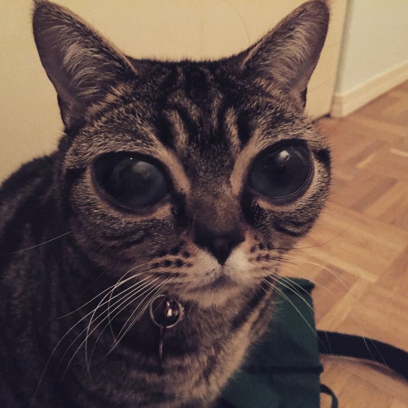 Кот с огромными глазами