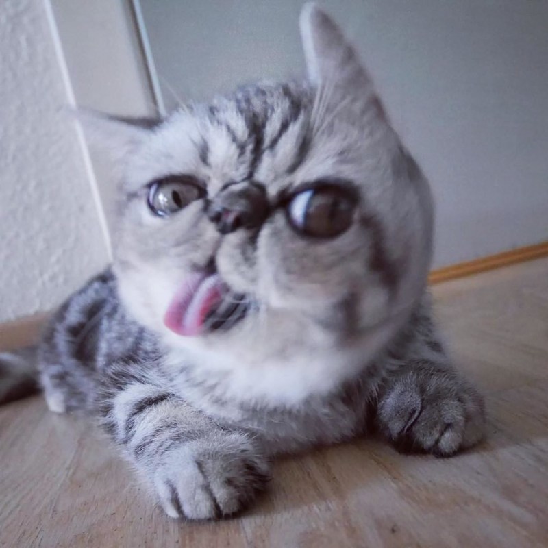 Котенок с большими глазами