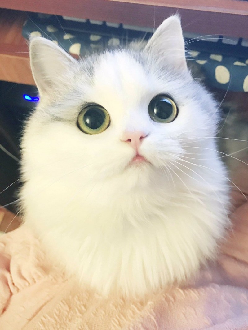 Кошечка с большими глазами