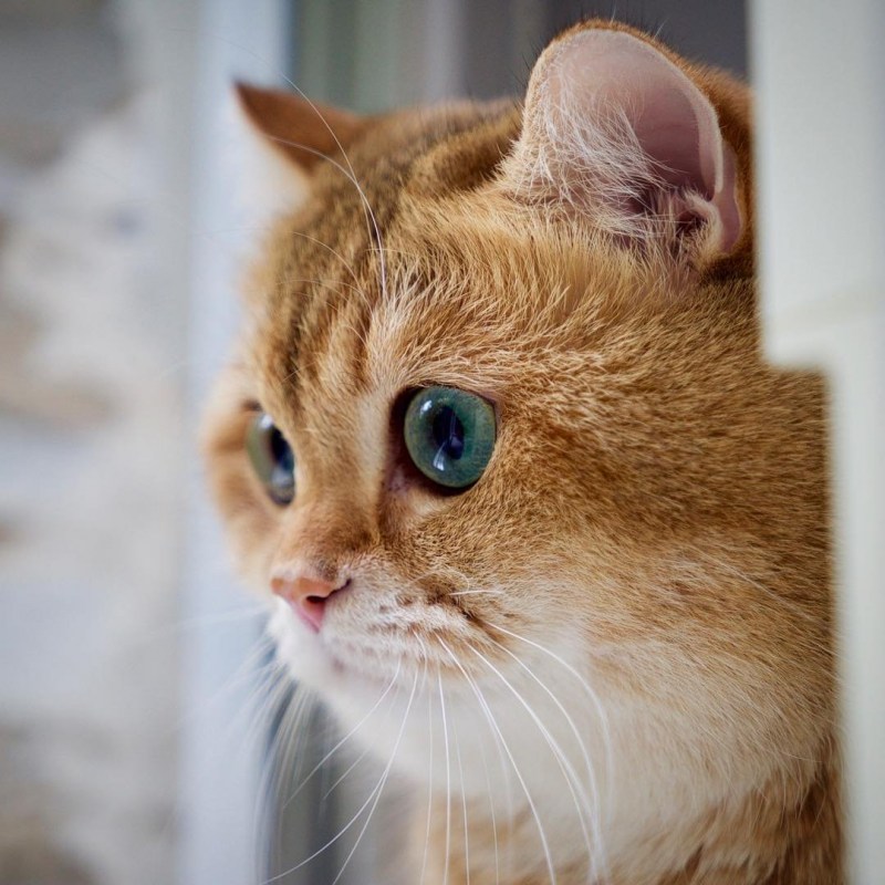 Скоттиш страйт Хосико