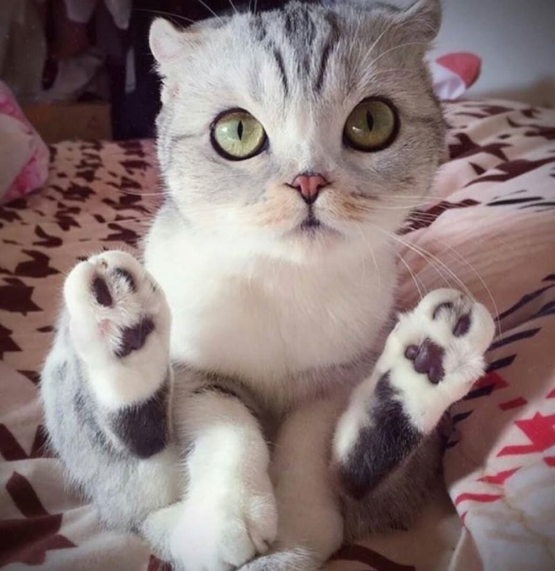 Кошки милые с большими глазами