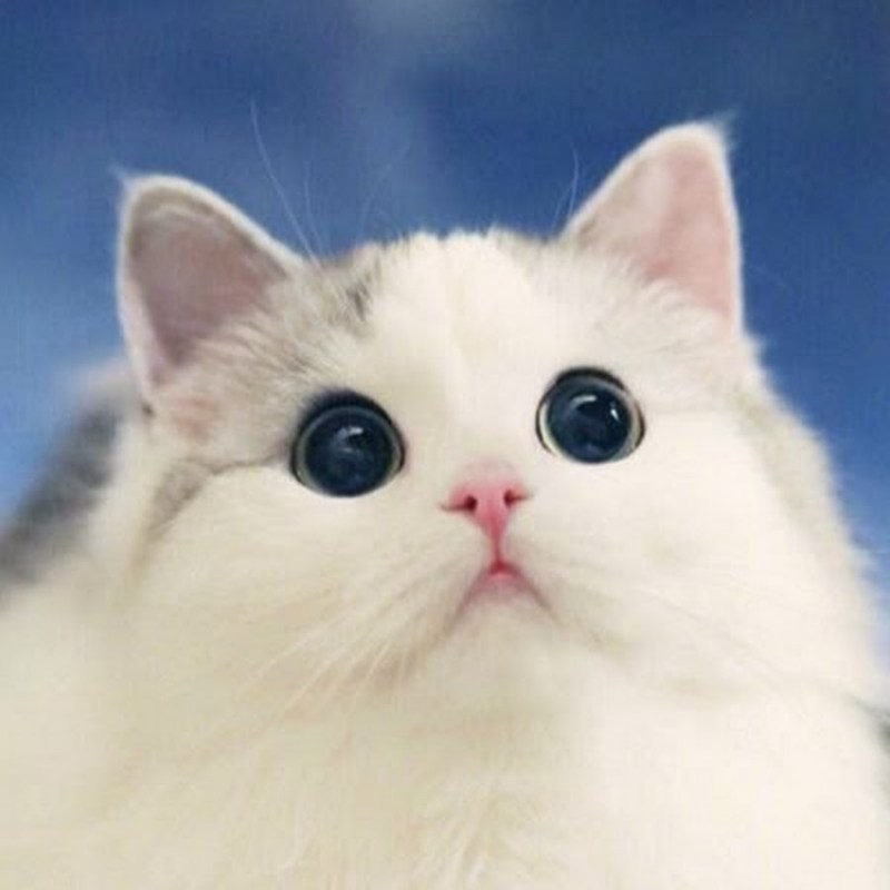 Милый белый котик