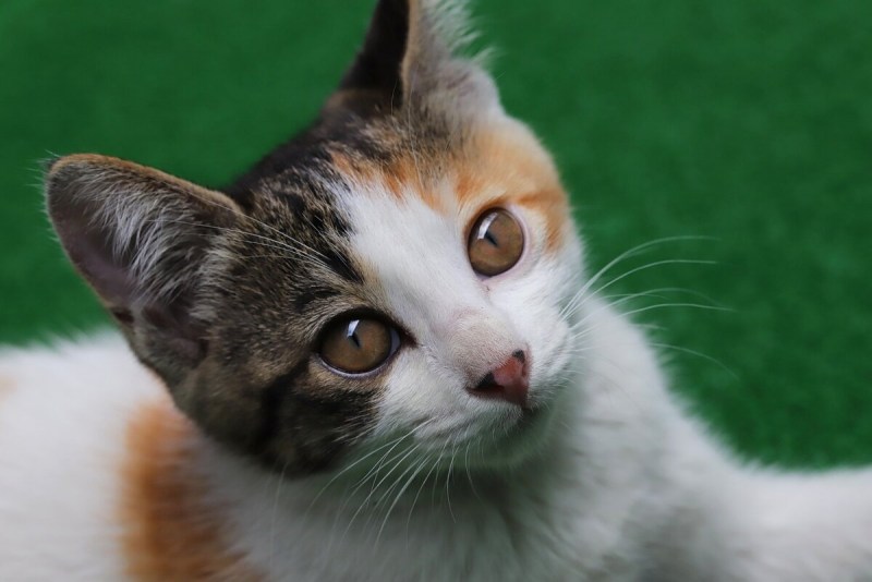 Кошка кричит