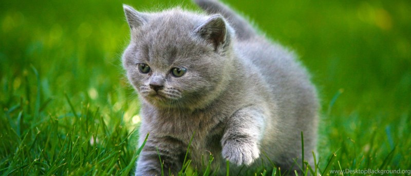 Котята популярность