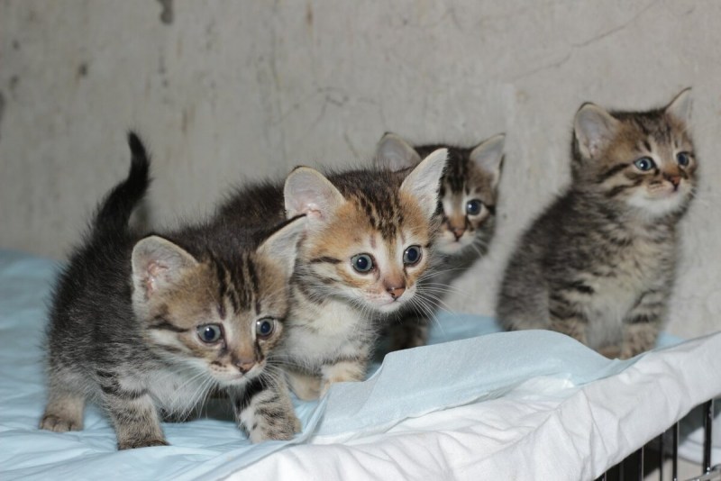 Новорожденные котята чихают