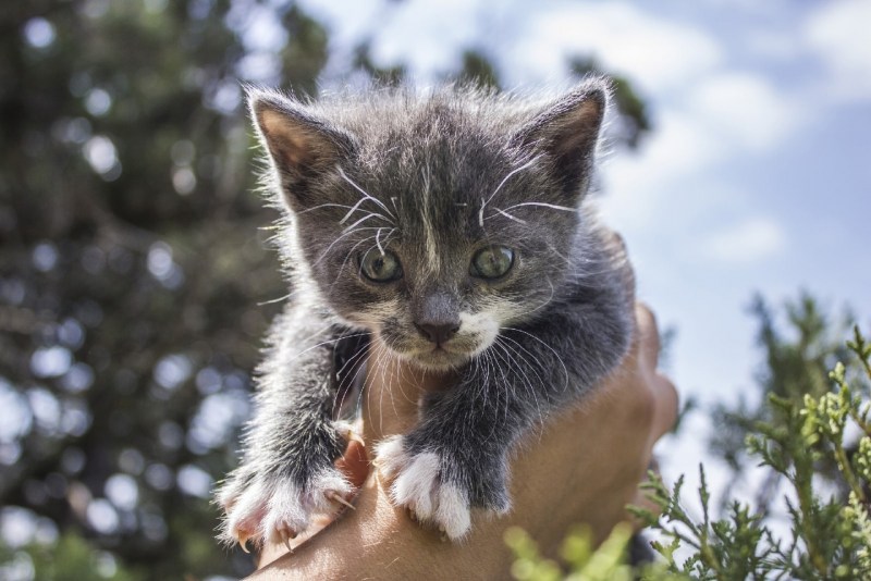 Рахит у котят фото