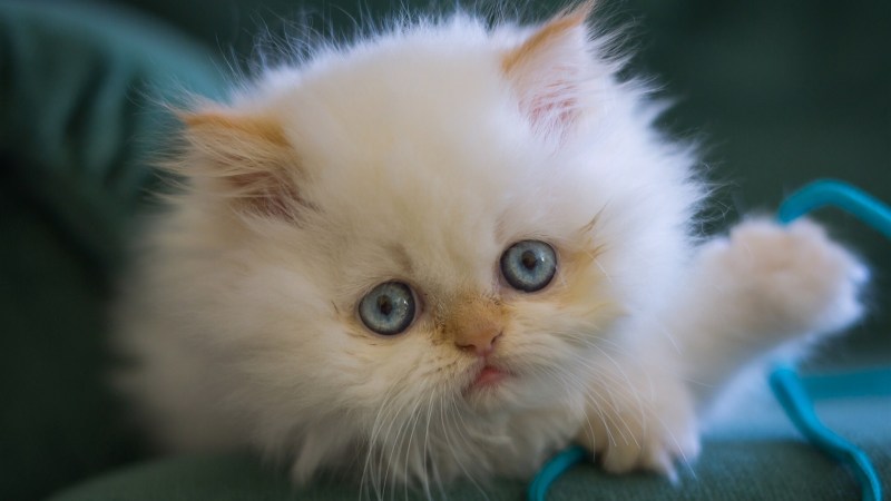 Будет ли месячный котенок мяукать ночью?