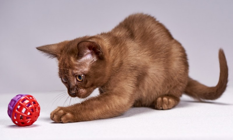 Кот чихает