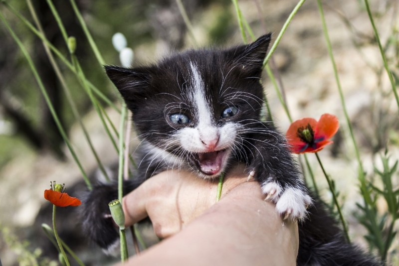 Котёнок в чаще