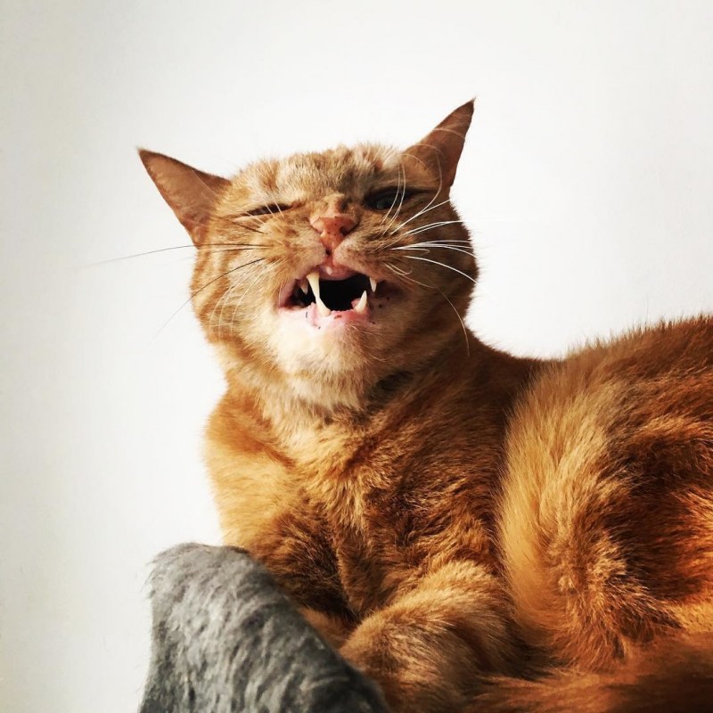 Маленькие котята ходят
