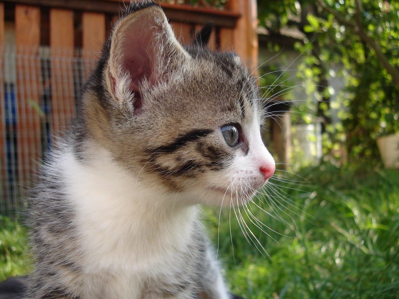 Кошачий лоток грязный