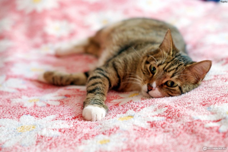 Крик маленьких котят